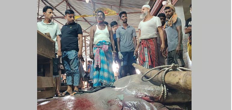 ৭ মণের শাপলা মাছ, বিক্রি হলো কততে, আইন কী বলে?